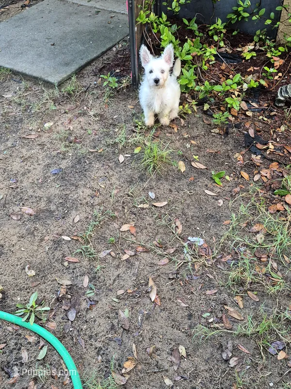 Miss. Daisy  – West Highland White Terrier puppy for sale in Tavares, FL
