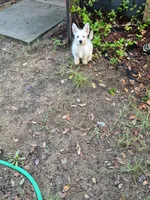 Miss. Daisy , a female West Highland White Terrier for sale in Tavares, FL – 1 of 5