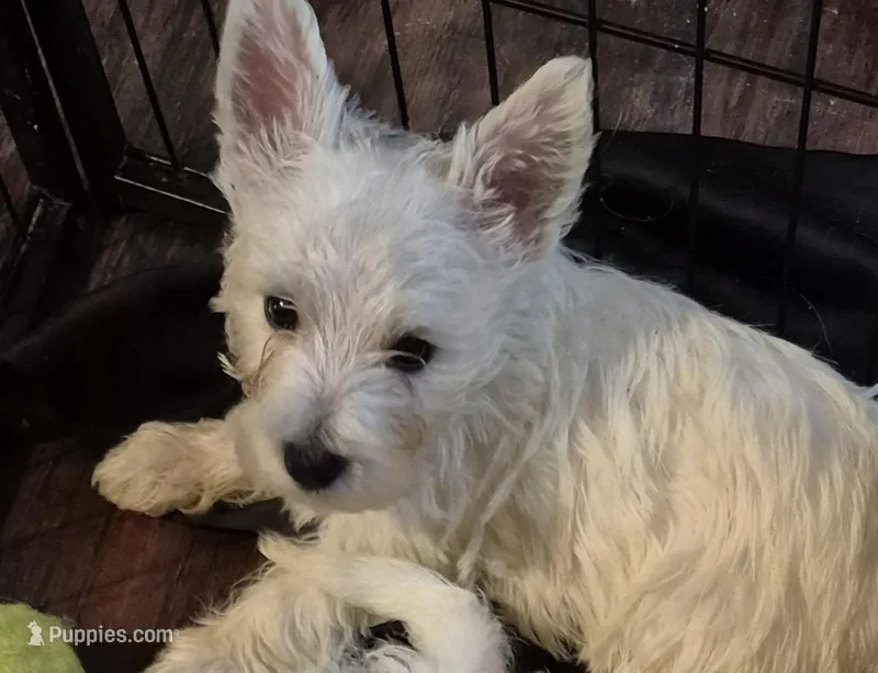 Westie f 4  – West Highland White Terrier puppy for sale in Tavares, FL