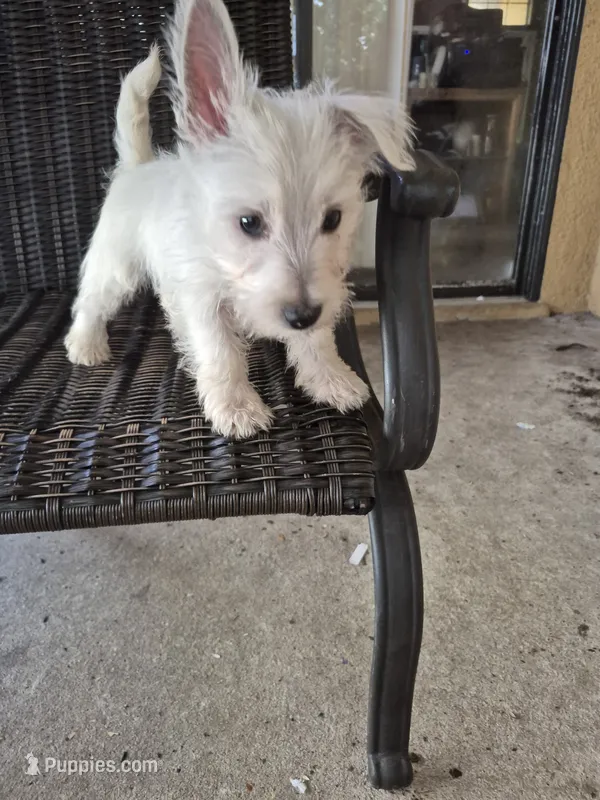 Westie f 3  – West Highland White Terrier puppy for sale in Tavares, FL
