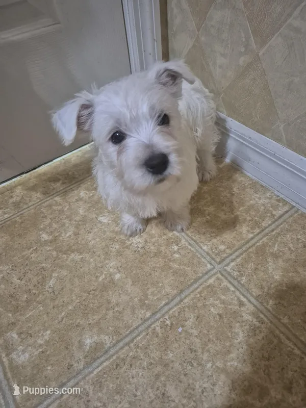 Westie f 1  – West Highland White Terrier puppy for sale in Tavares, FL