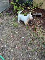 Miss. Daisy , a female West Highland White Terrier for sale in Tavares, FL – 2 of 5