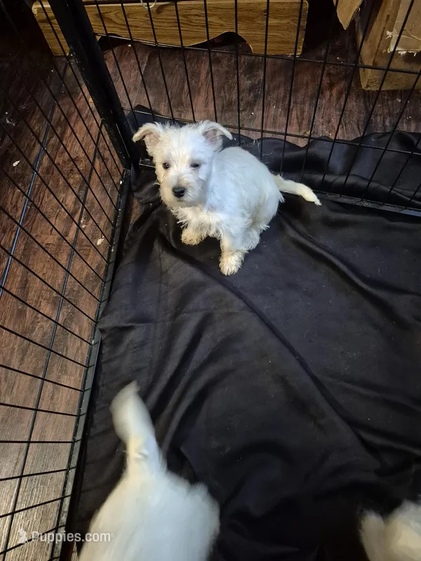 Westie f 3  – West Highland White Terrier puppy for sale in Tavares, FL