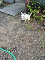 Miss. Daisy , a female West Highland White Terrier for sale in Tavares, FL – 4 of 5
