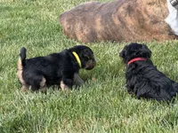 Boo, a female Welsh Terrier for sale in Logan, UT – 5 of 6