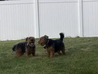 Boo, a female Welsh Terrier for sale in Logan, UT – 4 of 6
