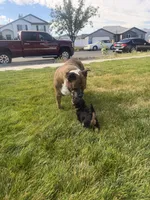 Boo, a female Welsh Terrier for sale in Logan, UT – 6 of 6