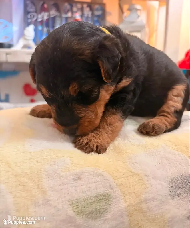 Boo – Welsh Terrier puppy for sale in Logan, UT