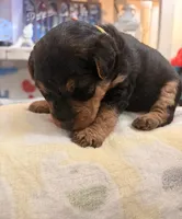 Boo, a female Welsh Terrier for sale in Logan, UT – 3 of 6