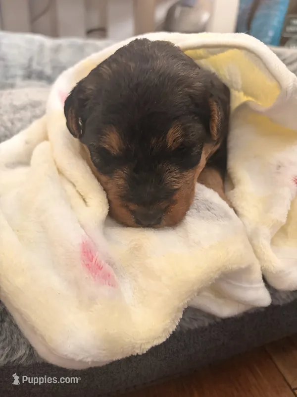 Winnie – Welsh Terrier puppy for sale in Logan, UT