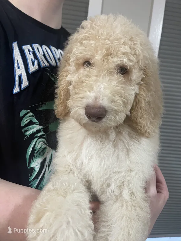 Ella – Goldendoodle puppy for sale in Nederland, TX