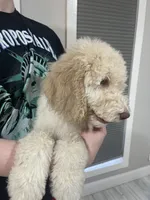 Lilly, a female Goldendoodle for sale in Nederland, TX – 4 of 4