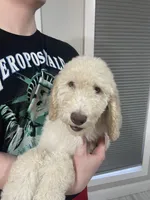 Lilly, a female Goldendoodle for sale in Nederland, TX – 1 of 4
