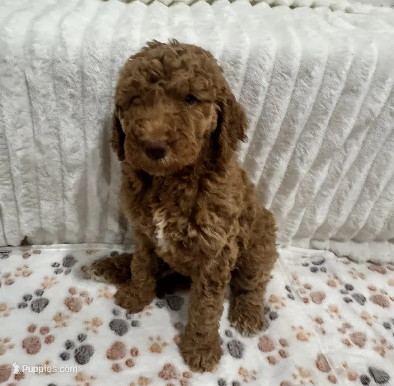 Mrs. Charlie  – Goldendoodle puppy for sale in Nederland, TX