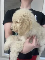 Lilly, a female Goldendoodle for sale in Nederland, TX – 2 of 4