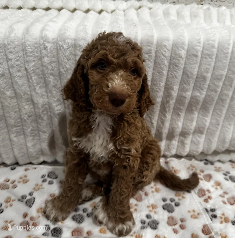 Teddy – Goldendoodle puppy for sale in Nederland, TX