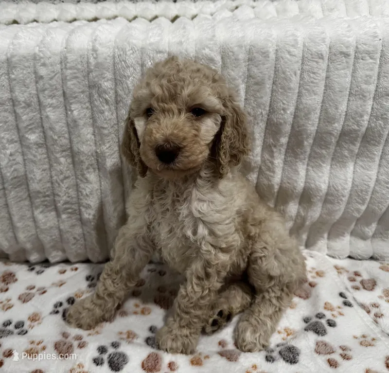 Ella – Goldendoodle puppy for sale in Nederland, TX