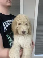 Ella, a female Goldendoodle for sale in Nederland, TX – 3 of 4