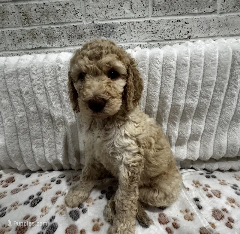 Lilly – Goldendoodle puppy for sale in Nederland, TX