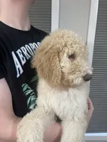 Ella, a female Goldendoodle for sale in Nederland, TX – 4 of 4