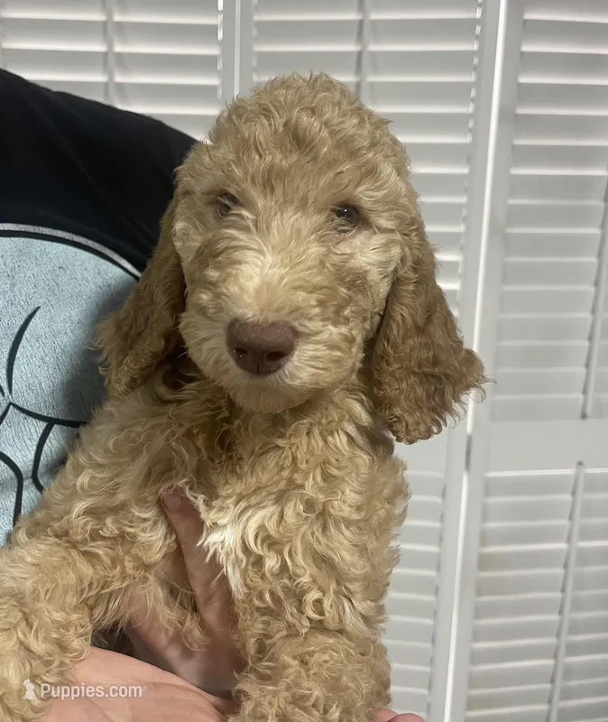 Piper – Goldendoodle puppy for sale in Nederland, TX