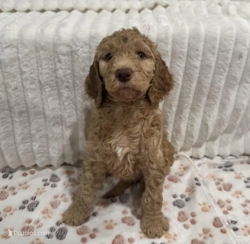 Piper, a female Goldendoodle for sale in Nederland, TX – Photo 1 of 1