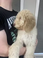 Ella, a female Goldendoodle for sale in Nederland, TX – 2 of 4