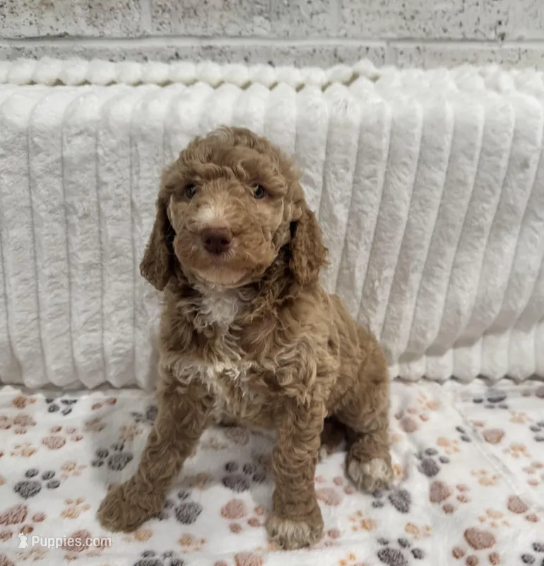 Molly – Goldendoodle puppy for sale in Nederland, TX