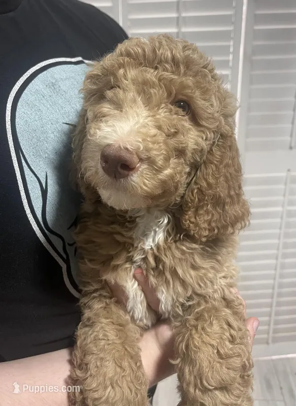 Molly – Goldendoodle puppy for sale in Nederland, TX