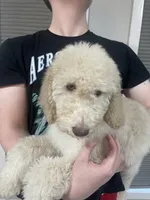 Lilly, a female Goldendoodle for sale in Nederland, TX – 3 of 4