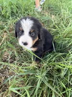 Bright blue collar boy , a male Bernese Mountain Dog for sale in Nashville, IL – 3 of 7