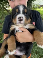 Red collar boy, a male Bernese Mountain Dog for sale in Nashville, IL – 2 of 4
