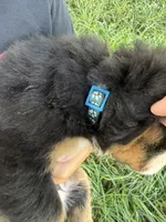 Bright blue collar boy , a male Bernese Mountain Dog for sale in Nashville, IL – 2 of 7