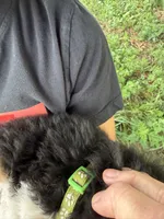 Bright green collar male, a male Bernese Mountain Dog for sale in Nashville, IL – 2 of 4