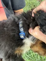 Dark Blue collar boy, a male Bernese Mountain Dog for sale in Nashville, IL – 2 of 3