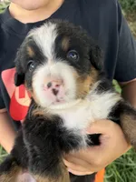 Dark Blue collar boy, a male Bernese Mountain Dog for sale in Nashville, IL – 3 of 3