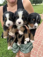 Bright blue collar boy , a male Bernese Mountain Dog for sale in Nashville, IL – 5 of 7