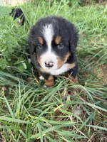 Red collar boy, a male Bernese Mountain Dog for sale in Nashville, IL – 4 of 4