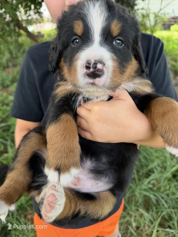 Red collar boy – Bernese Mountain Dog puppy for sale in Nashville, IL