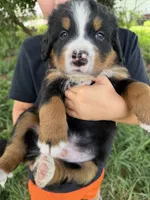 Red collar boy, a male Bernese Mountain Dog for sale in Nashville, IL – 1 of 4