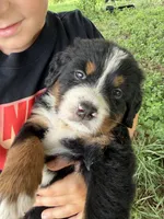 Bright green collar male, a male Bernese Mountain Dog for sale in Nashville, IL – 4 of 4