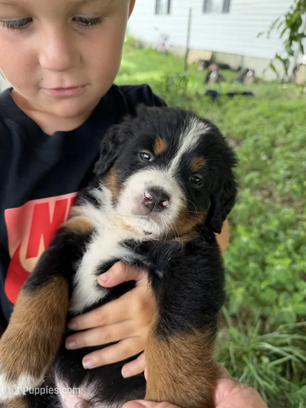 Bright green collar male – Bernese Mountain Dog puppy for sale in Nashville, IL