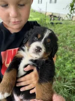 Bright green collar male, a male Bernese Mountain Dog for sale in Nashville, IL – 1 of 4