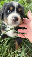 Bright green collar male, a male Bernese Mountain Dog for sale in Nashville, IL – 3 of 4