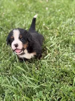 Bright blue collar boy , a male Bernese Mountain Dog for sale in Nashville, IL – 4 of 7