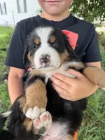 Hot pink collar female, a female Bernese Mountain Dog for sale in Nashville, IL – 4 of 4