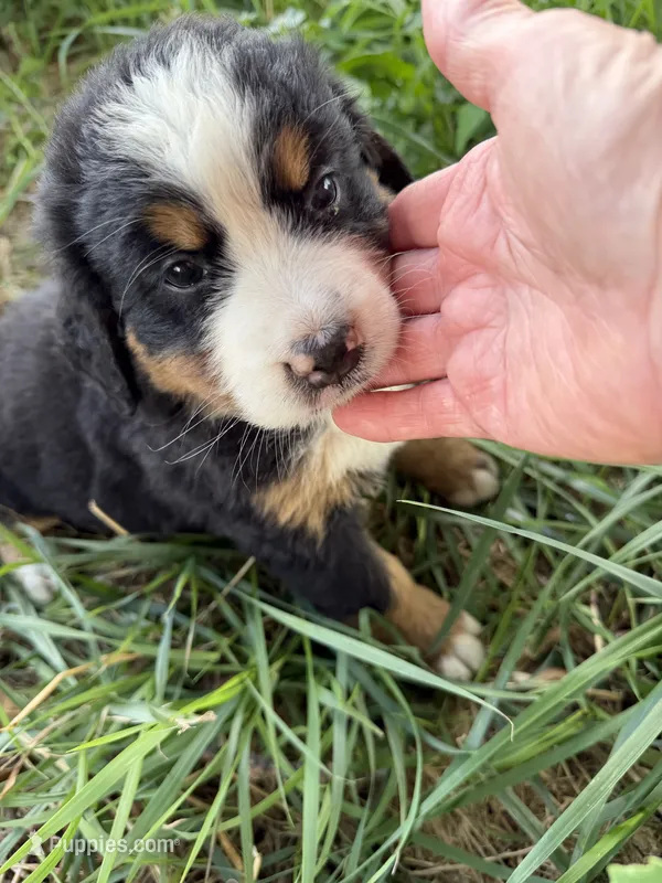 Hot pink collar female – Bernese Mountain Dog puppy for sale in Nashville, IL