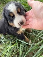 Hot pink collar female, a female Bernese Mountain Dog for sale in Nashville, IL – 1 of 4