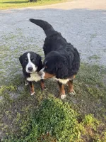 Bright blue collar boy , a male Bernese Mountain Dog for sale in Nashville, IL – 7 of 7