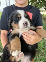 Hot pink collar female, a female Bernese Mountain Dog for sale in Nashville, IL – 3 of 4